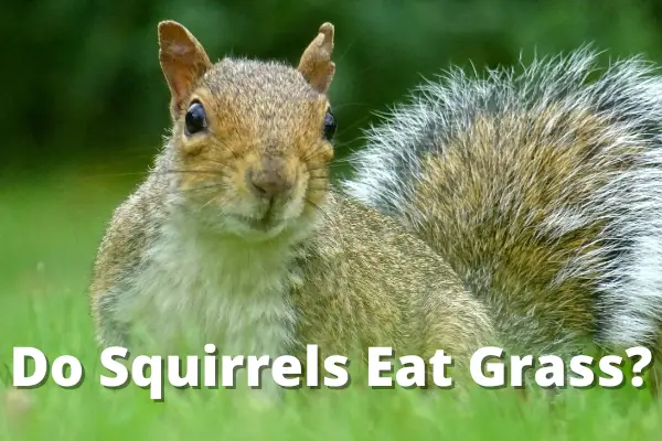 Do Squirrels Eat Grass