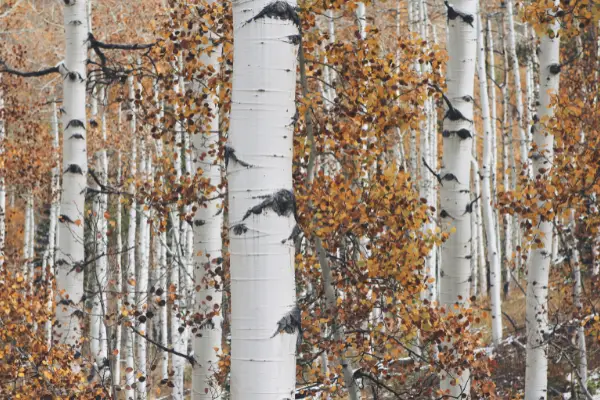 Is Aspen Good Firewood? A Complete Guide