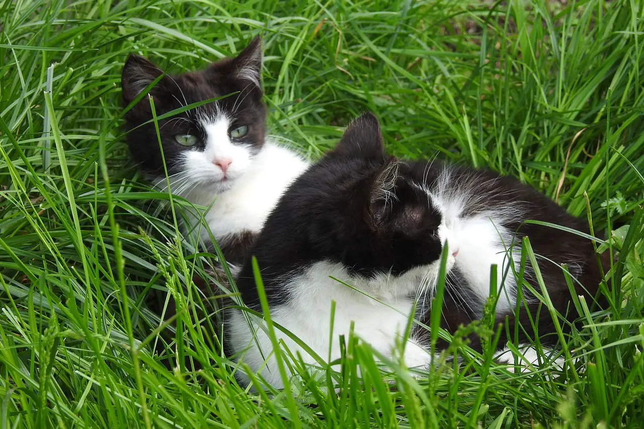 Cats In The Yard: A Furry Intrigue