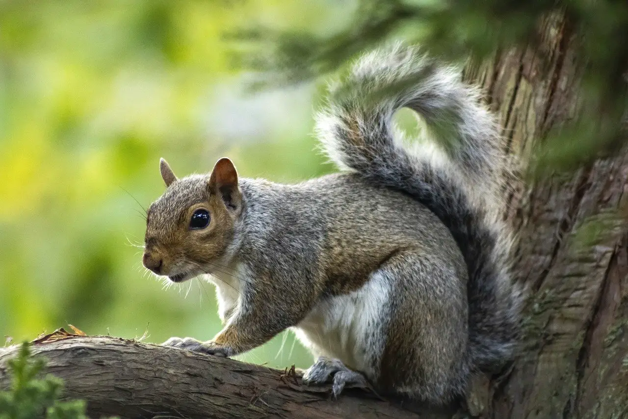 Squirrels In Your Yard
