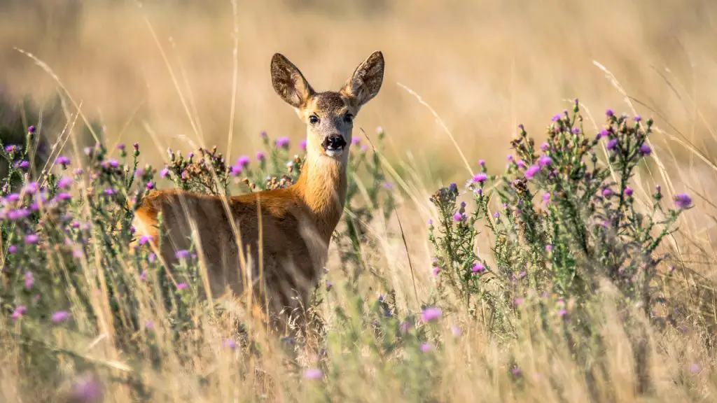 Animals In Your Yard